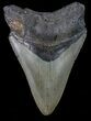 Bargain, Megalodon Tooth - North Carolina #68047-1